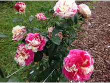 ������� �����