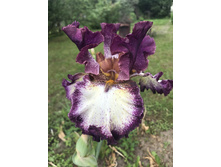 ������� 250  ���