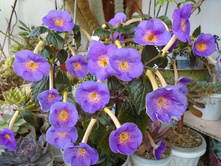 DSC08806.JPG�������� Igor Gaievoi