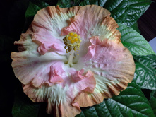 �������� Lily Glow
