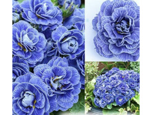 ������� Belarina Baltic Blue 295 ���