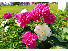 IMG 20240608 141539.jpg