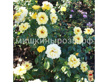 ���� �� �������(��)