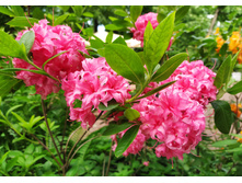 IMG 20240610 155101.jpg