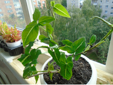 DSC08812.JPG ��������� ��������� -200