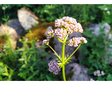 IMG 20240611 171822.jpg