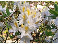 IMG 20240611 163916.jpg