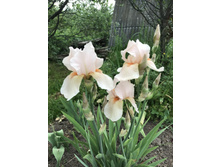 Vanity 100 ���