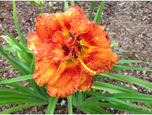 �������� ������ ���