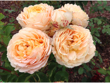 ���� �����