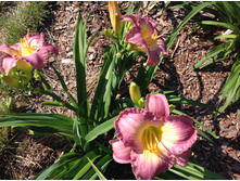 �������� ������� �������