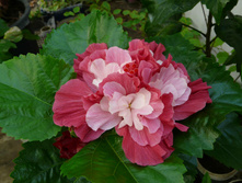 �������� Pink Boquet