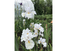 BLANKET OF SNOW  250 ���