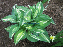 ����� ���(No2)