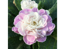 ������� Belarina Pink Ice 295 ���