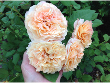 ���� �����