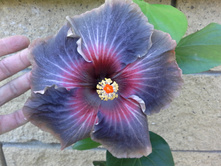 �������� Black rainbow