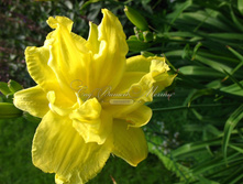 ���� �����