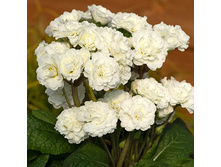 ������� Polyanna Frost White 327 ���