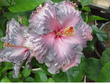 �������� Diamond Candy
