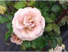 �������