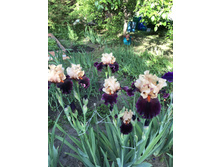 ������� 250 ���