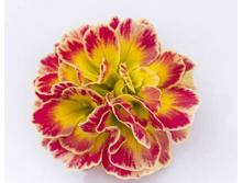 ������� Belarina Carnival 295 ���