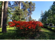 IMG 20240611 163623.jpg