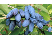 ��������� ������ ���� �9.jpg