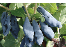 ��������� ���� �������� �9.png