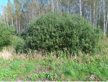 20240914 ������ ���������� 123305.jpg