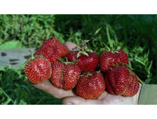 ��������� ����������,������� ������.jpg