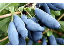 ��������� ������� �9.jpg