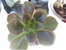 DSC08835.JPG Melaco - 150