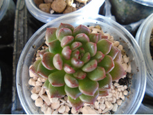 DSC08834.JPG Pinkle Ruby - 200