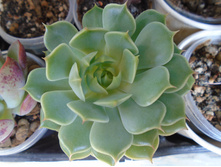 DSC08847.JPG Pretoria - 200