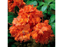 ������ Gibraltar