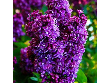 ������ ���� ������� �9.jpg