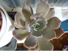 DSC08843.JPG ����� 150