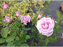 �����������   ���������