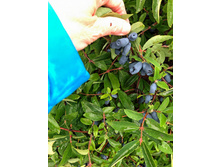 ��������� �������� �������� �9.jpg