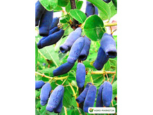 ��������� ���������� ������� �9.jpg