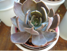 DSC08840.JPG ����� - 200