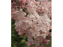 ������ �������� ���� �9.jpg