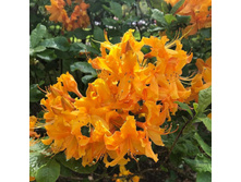 ������ Golden Lights