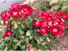 �������  ��������������