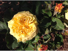 ���� ����  ����������