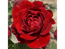 R282 �������-1��.png