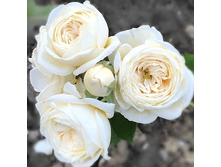 R031 ������� -7��.png