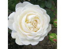 R290 ����������� -1��.png